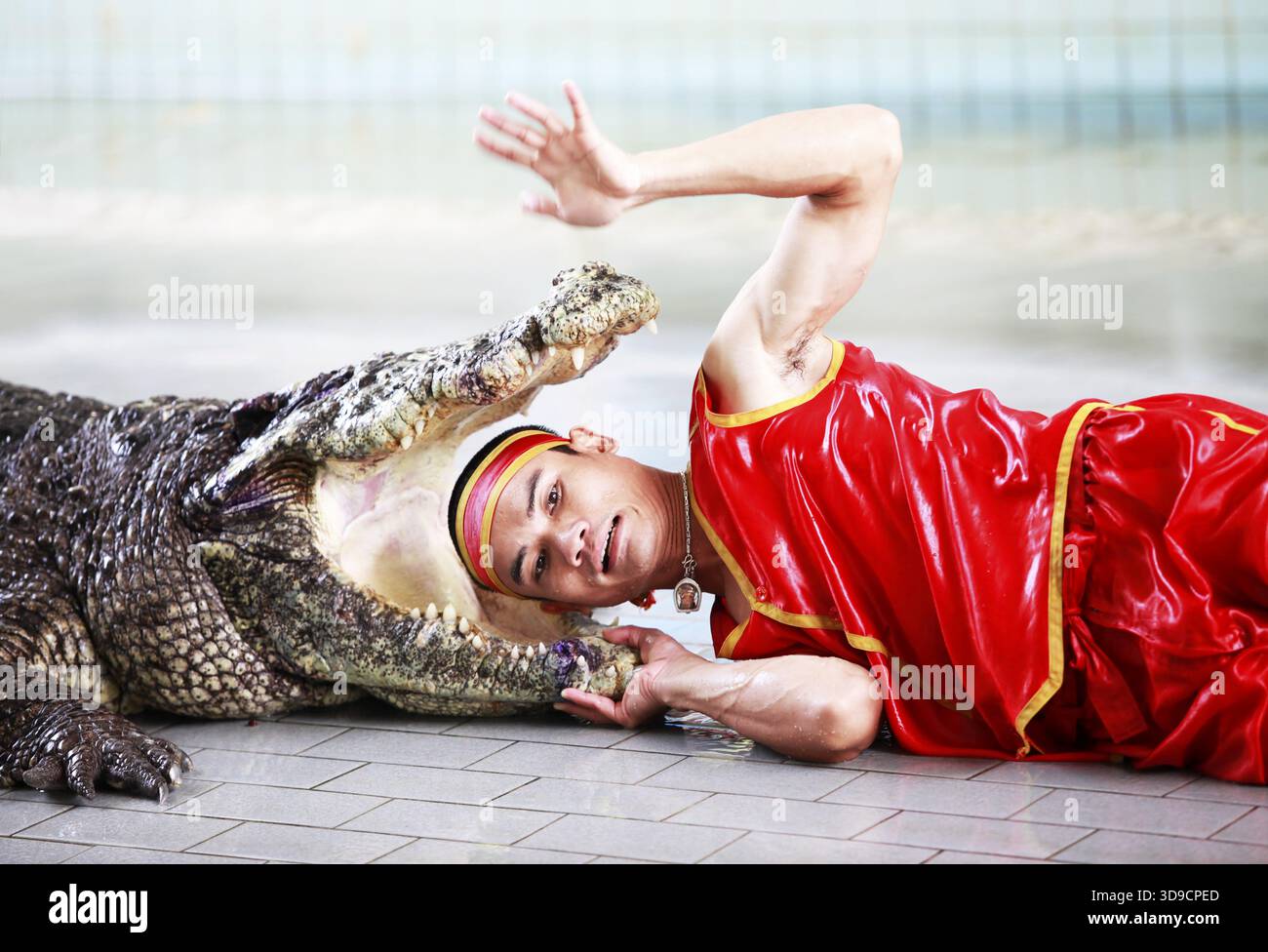 THAÏLANDE, PATTAYA 02 NOVEMBRE : traditionnel pour la Thaïlande exposition de crocodiles . Un gardien de zoo taquine un crocodile 02 novembre 2009. Thaïlande, Pattaya Banque D'Images