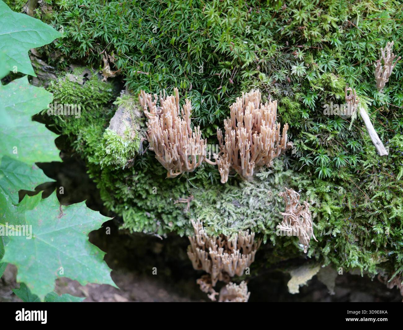 Corail raide, Ramaria stricta, sur mousse dans la forêt. Copyspace Banque D'Images