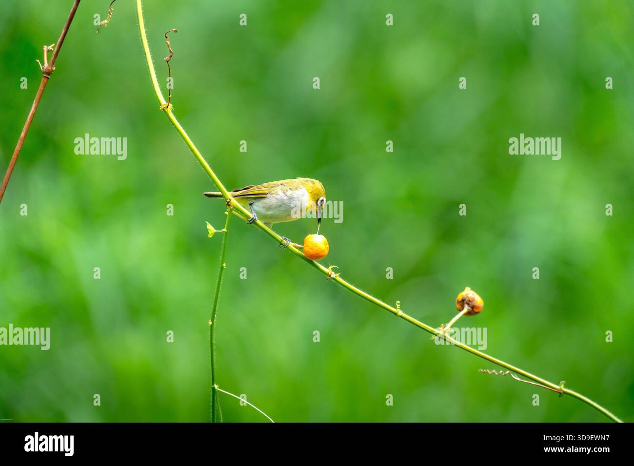 L'oeil blanc de Warbling (Zosterops japonicus) Banque D'Images