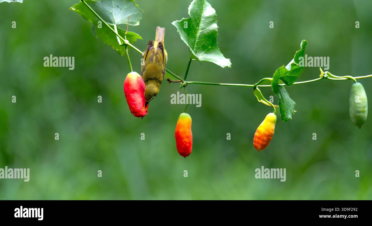 L'oeil blanc de Warbling (Zosterops japonicus) Banque D'Images