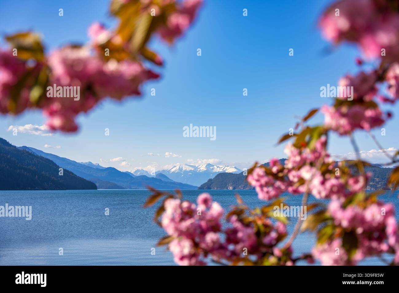 Cerisiers roses en fleurs encadrant une vue panoramique sur le lac Harrison Banque D'Images