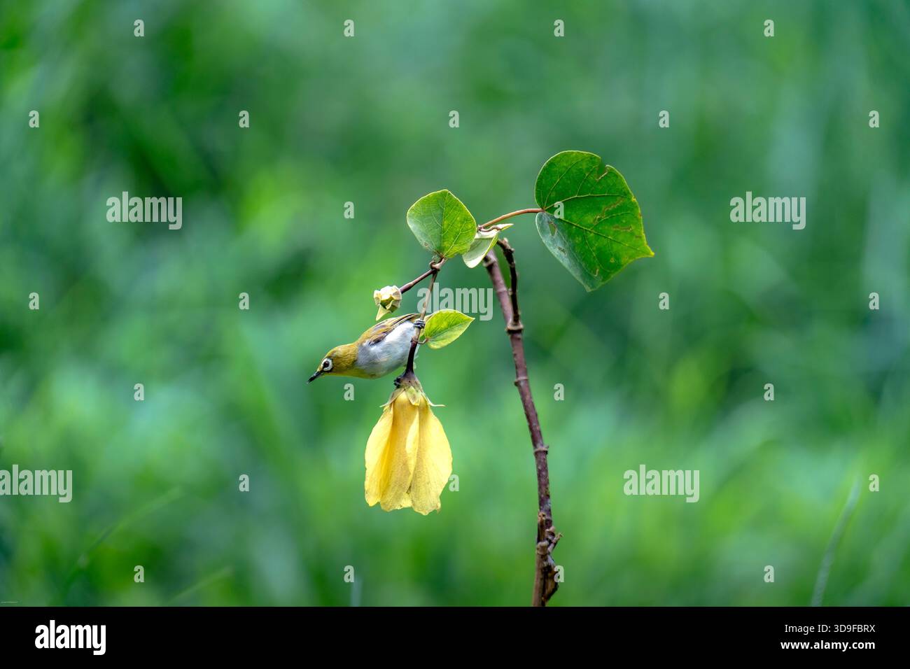 L'oeil blanc de Warbling (Zosterops japonicus) Banque D'Images