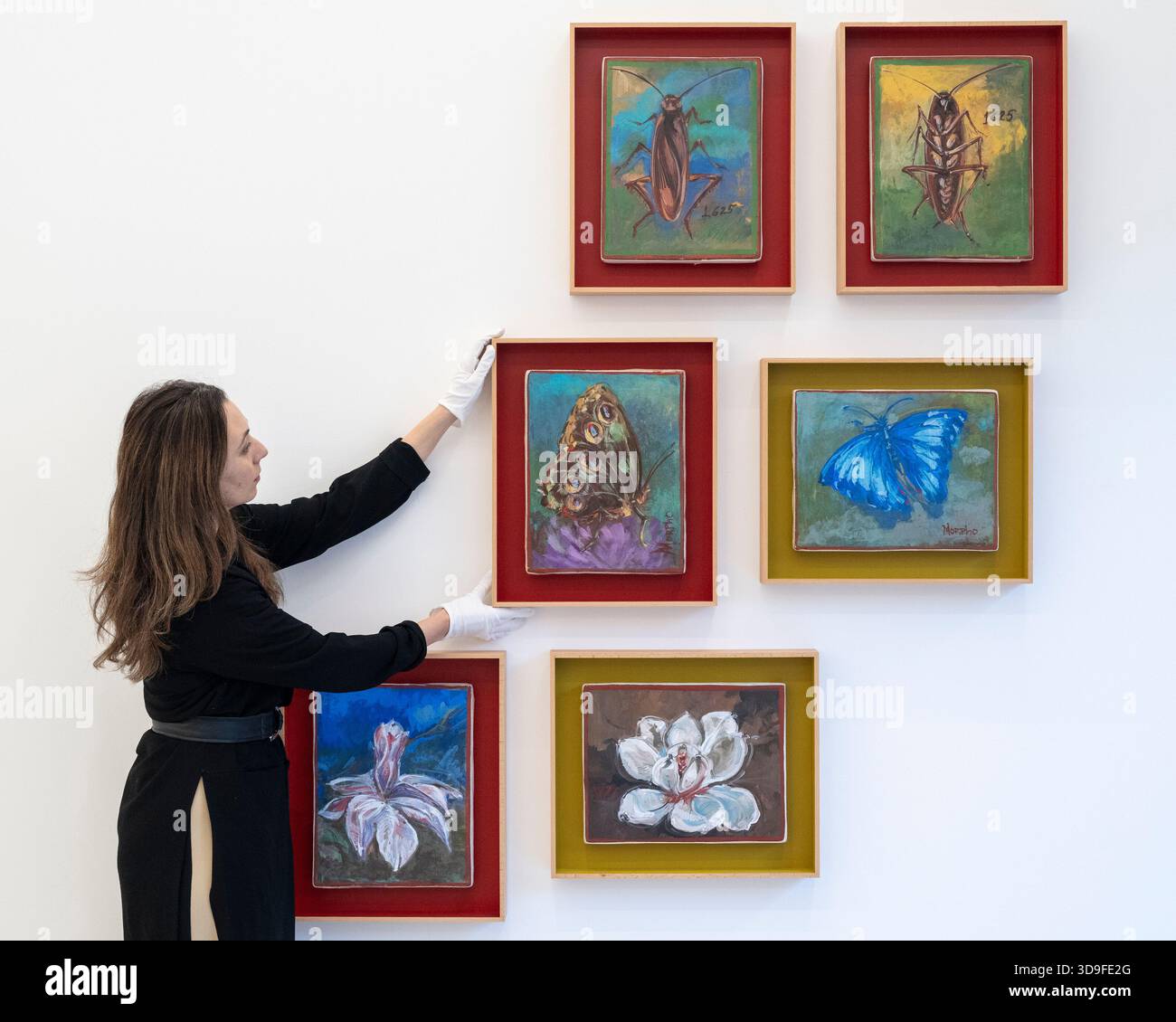 Londres, Royaume-Uni. 5 décembre 2025. Un collaborateur ajuste ’Morpho (Outside)’, 2025, lors de l’ouverture d’Oswaldo Maciá : Migratory Movements, une nouvelle exposition de l’artiste colombien Oswaldo Maciá à la galerie Elizabeth Xi Bauer à Exmouth Market. Les œuvres de l’artiste explorent l’écologie, l’environnement et le monde naturel. Le spectacle se déroule jusqu'au 15 février 2026. Credit : Stephen Chung / Alamy Live News Banque D'Images