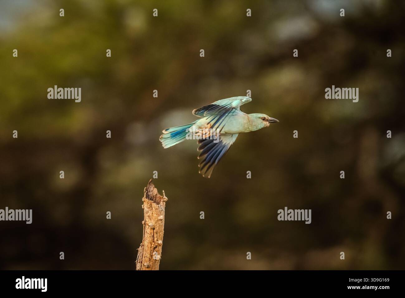 Les safaris africains offrent de grandes possibilités d'observation des oiseaux. Un des oiseaux les plus spectaculaires pour moi est le rouleau asiatique. La couleur bleu ciel est irradiante. Banque D'Images