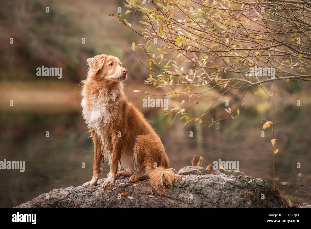 Promenade en forêt d'automne avec Toller moelleux près d'un lac réfléchissant lumineux Banque D'Images