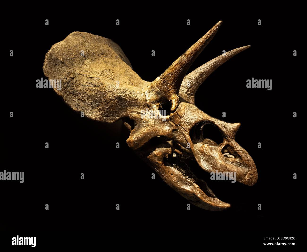 Triceratops crâne 68 millions d'années réplique, Musée d'histoire naturelle, Vienne, Autriche Banque D'Images