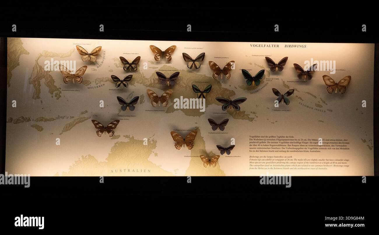 Birdwing Butterflys Around the World, Musée d'histoire naturelle, Vienne, Autriche Banque D'Images