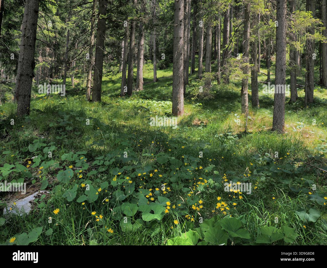 Paysage boisé de pins, avec des fleurs d'été, Tyrol, Autriche Banque D'Images