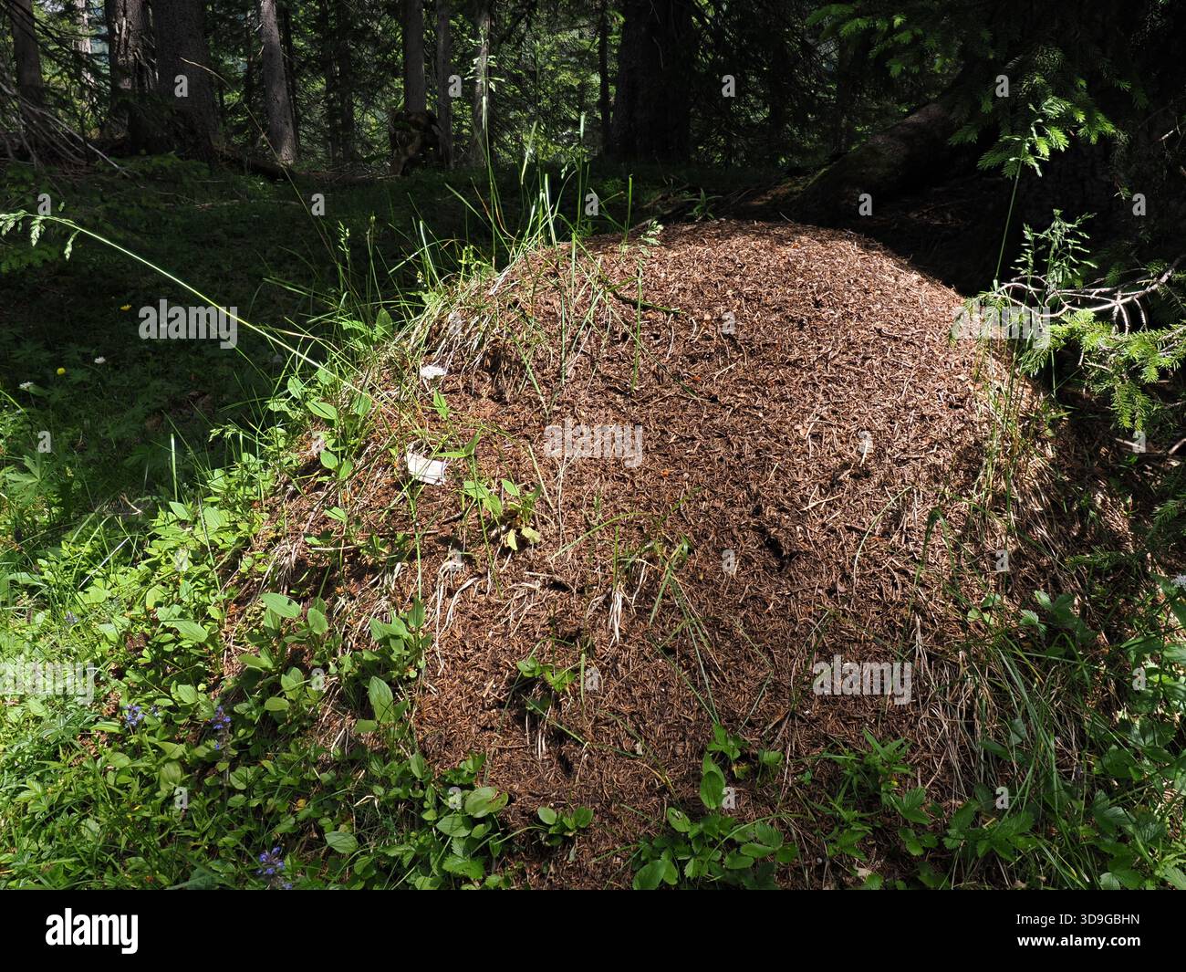Nid de fourmis de bois rouge (Formica rufa) Ehrwald, Autriche, image à foyer empilé Banque D'Images