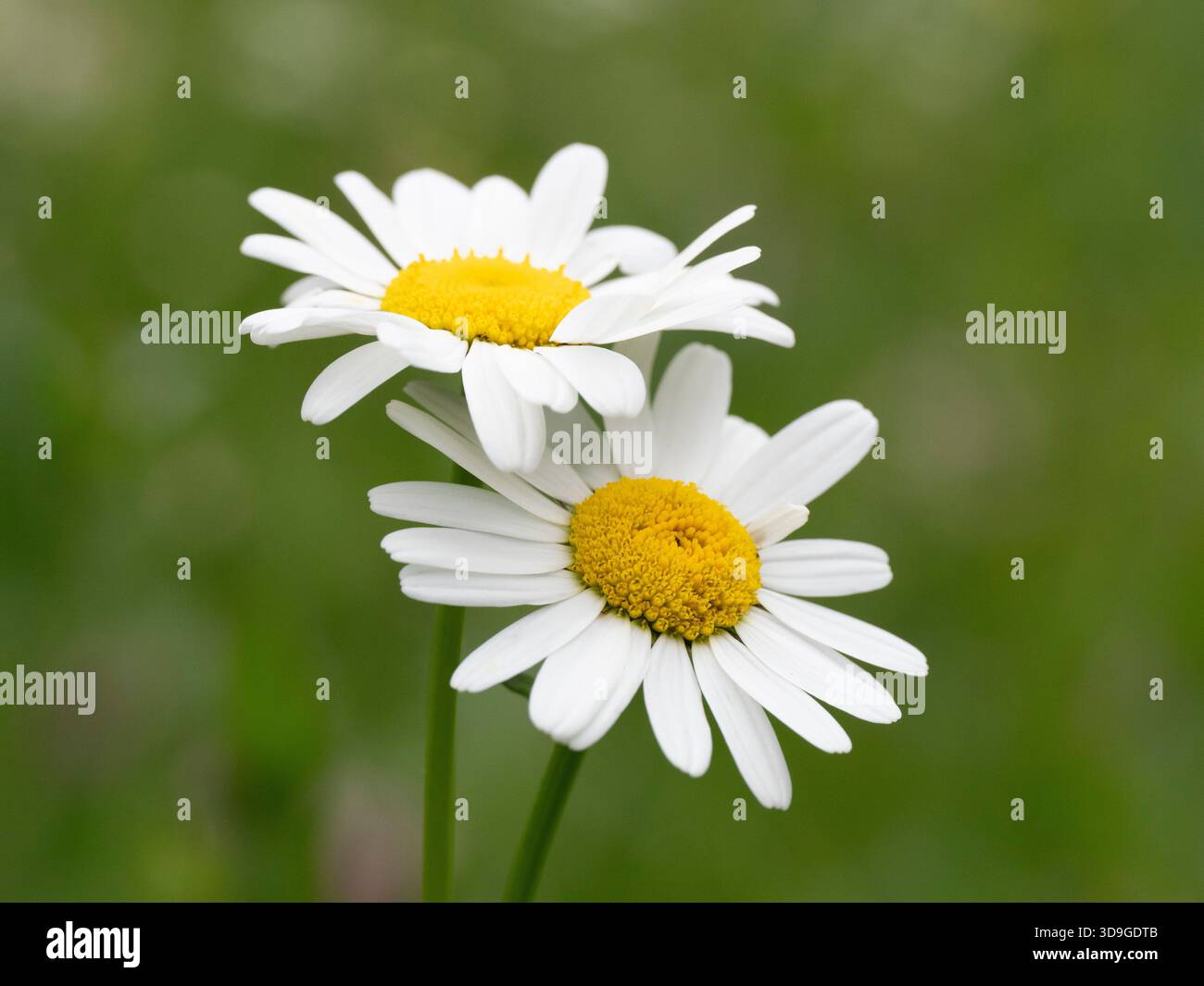 Fleurs de marguerite commune (Bellis perennis) Ehrwald, Autriche Banque D'Images