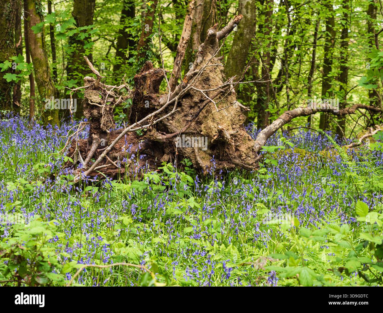Hyacinthoides non-scriptus, des coquillages indigènes du Royaume-Uni, entourent les racines exposées d'un arbre tombé dans une forêt printanière Banque D'Images