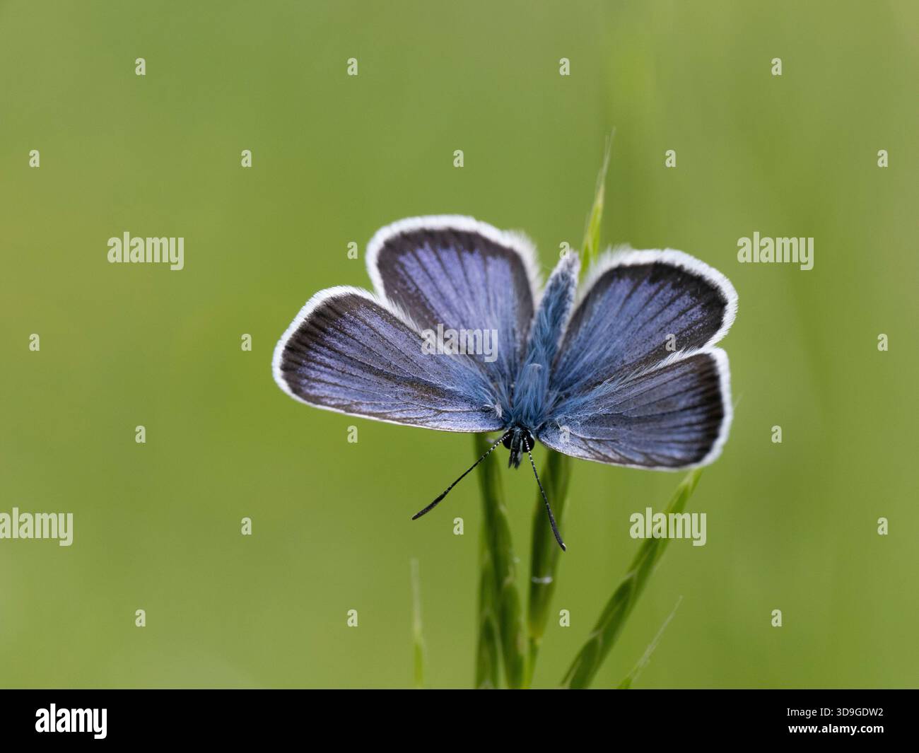 Papillon bleu commun (Polyommatus icarus) mâle, Ehrwald, Autriche Banque D'Images
