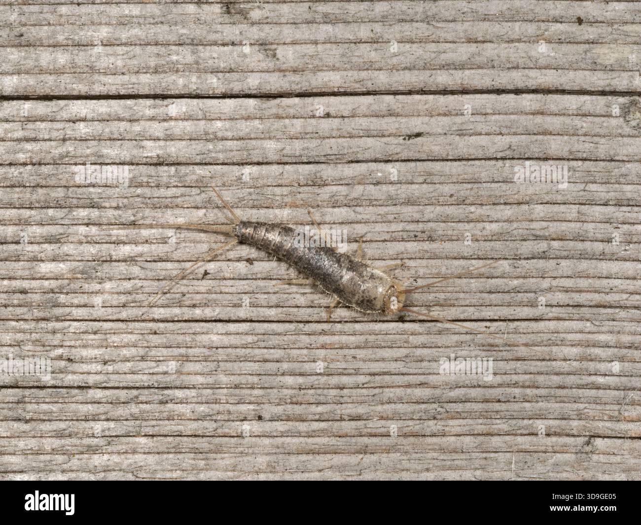 Poisson argenté (Lepisma saccharinum) Ehrwald, Autriche Banque D'Images
