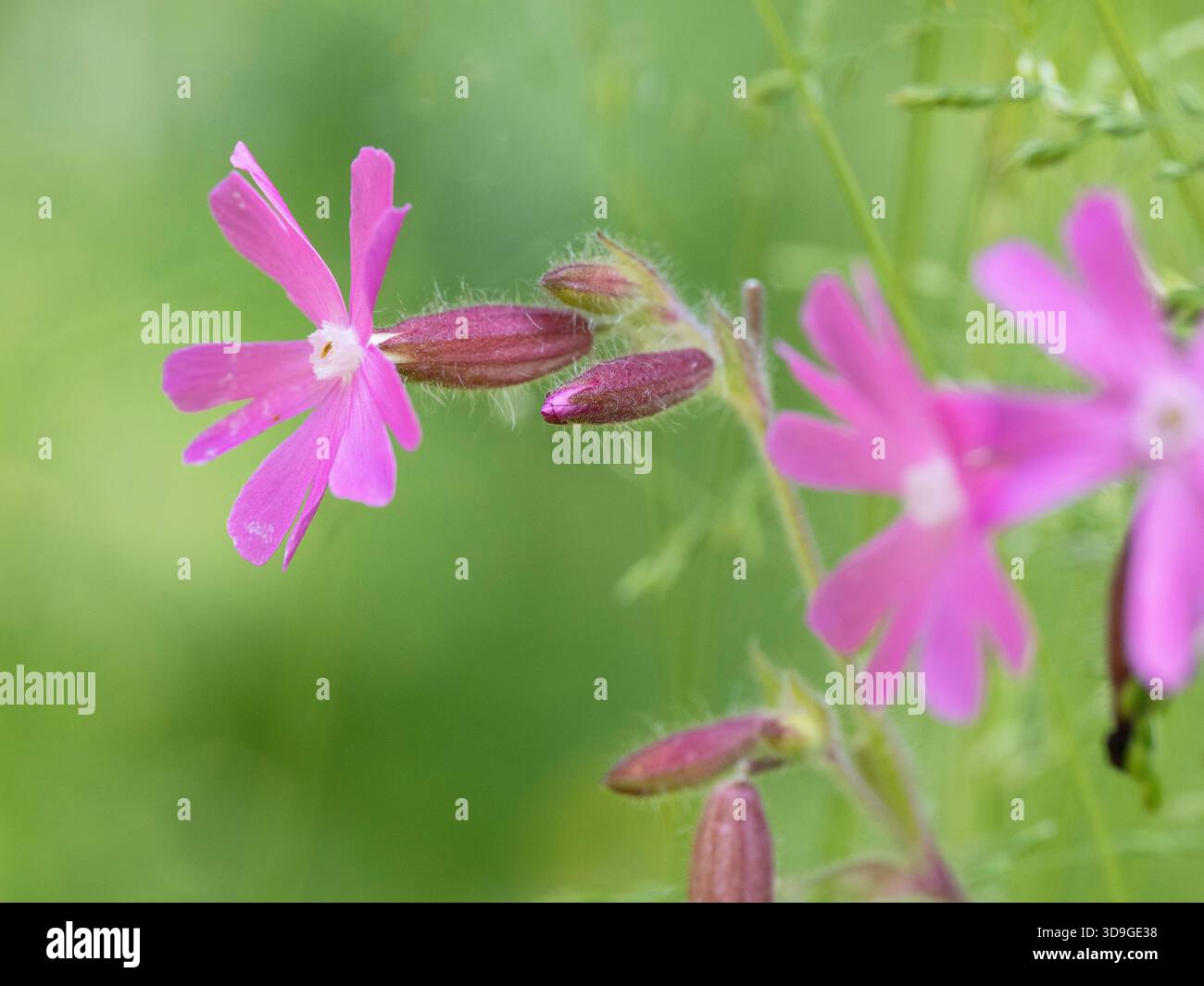 Fleur rouge de Campion (Silene Dioica) Ehrwald, Autriche Banque D'Images