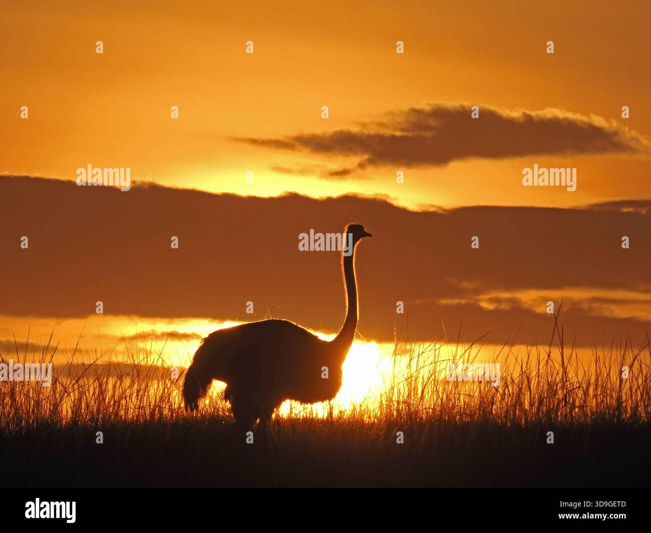 Autruche Masai unique (Struthio camelus massaicus) contre le lever du soleil à l'aube dans les réserves Masai Mara, Kenya, Afrique Banque D'Images