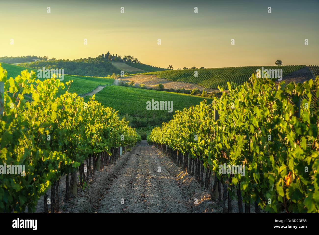 Vue le long des rangées d'un vignoble ensoleillé dans la région de Castellina in Chianti, Toscane, Italie, capturé à l'heure dorée. Les vignes sont éclairées par th Banque D'Images
