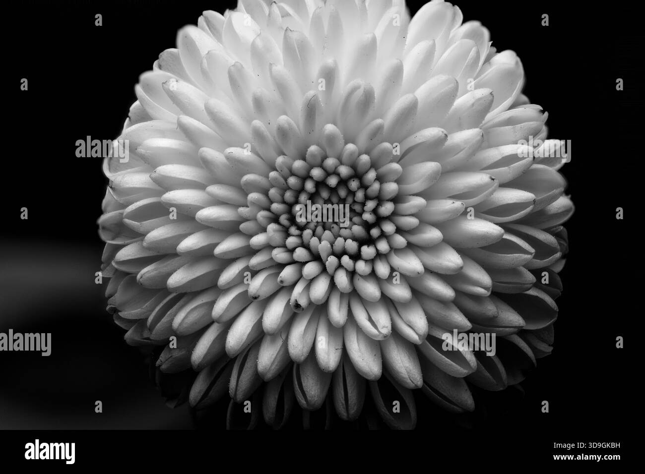 crysanthème en noir et blanc gros plan Banque D'Images