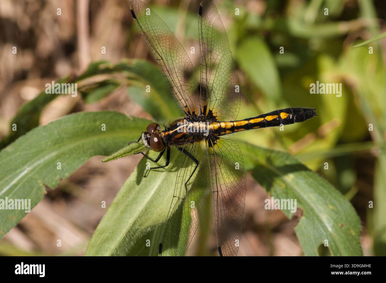 La libellule blanche à queue pointue femelle (Leucorrhinia intacta) perchée près d'une zone humide dans le comté de Florence, Wisconsin. Banque D'Images