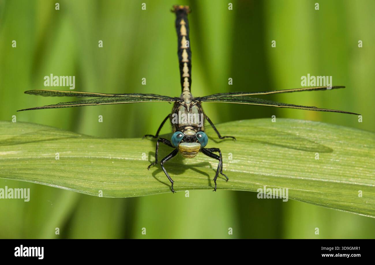 Vue frontale de la libellule de Clubtail à cornes (Stylurus spiniceps) en été près d'une tourbière dans le comté de Florence, Wisconsin. Banque D'Images