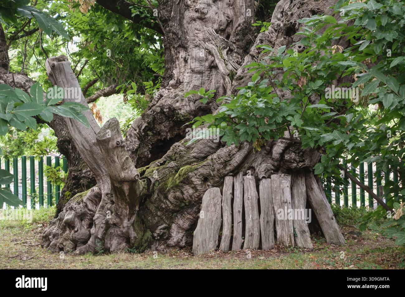 Le châtaignier à cent chevaux à Sant'Alfio, en Sicile, est le plus grand et le plus ancien châtaignier sucré du monde avec 22m de diamètre et 3000 - 4000 ans Banque D'Images