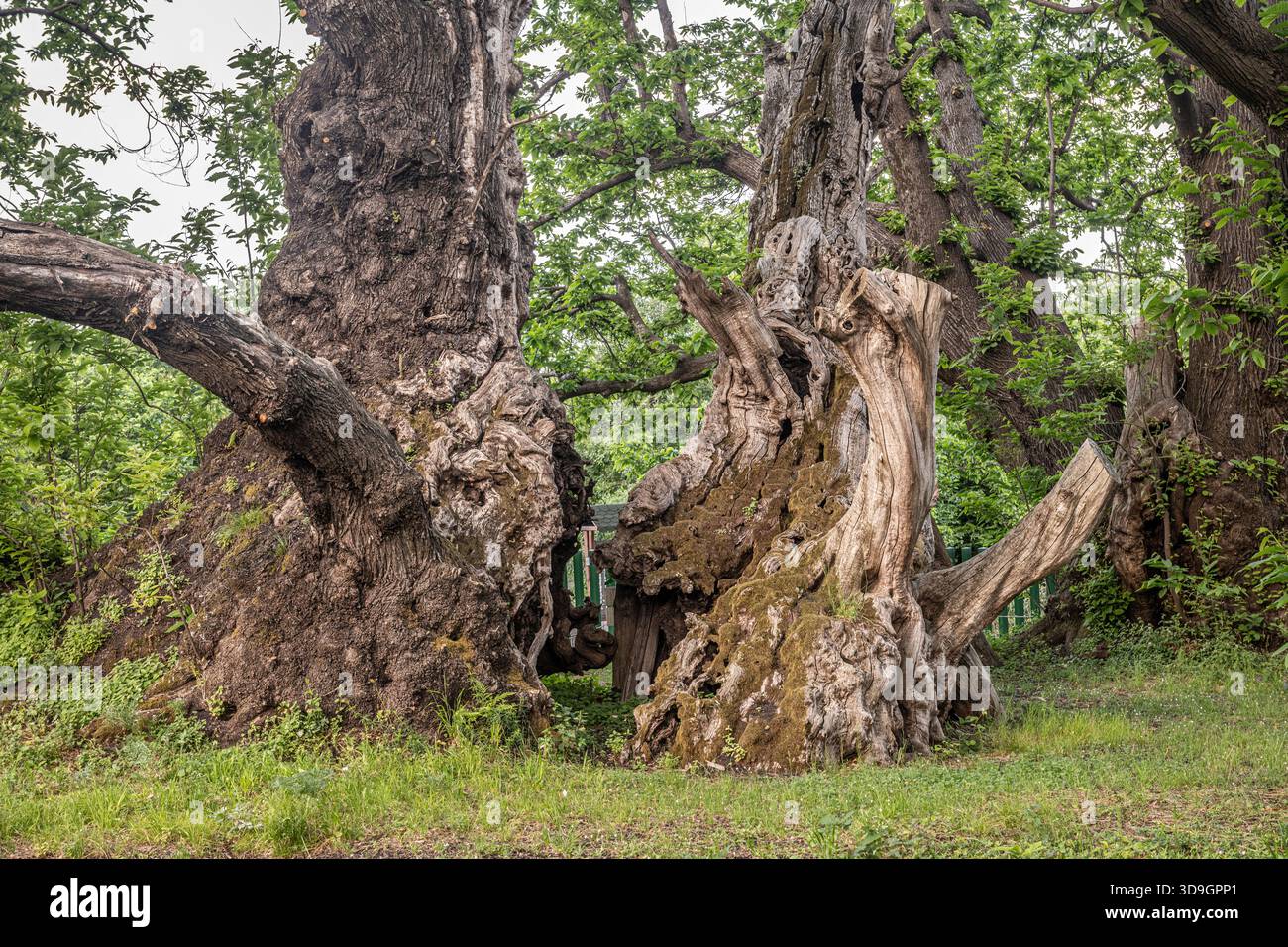 Le châtaignier à cent chevaux à Sant'Alfio, en Sicile, est le plus grand et le plus ancien châtaignier sucré du monde avec 22m de diamètre et 3000 - 4000 ans Banque D'Images