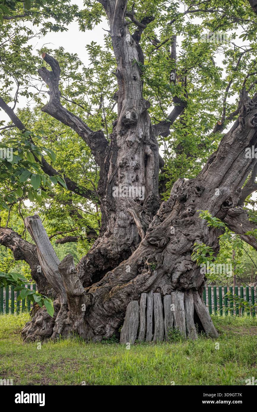 Le châtaignier à cent chevaux à Sant'Alfio, en Sicile, est le plus grand et le plus ancien châtaignier sucré du monde avec 22m de diamètre et 3000 - 4000 ans Banque D'Images