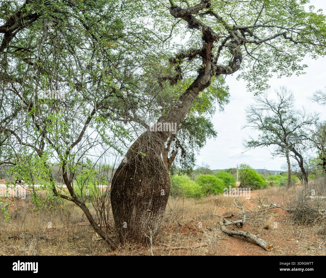 Un arbre à bouteilles natif (Ceiba speciosa) avec un tronc gonflé. Jujuy, Argentine. Banque D'Images