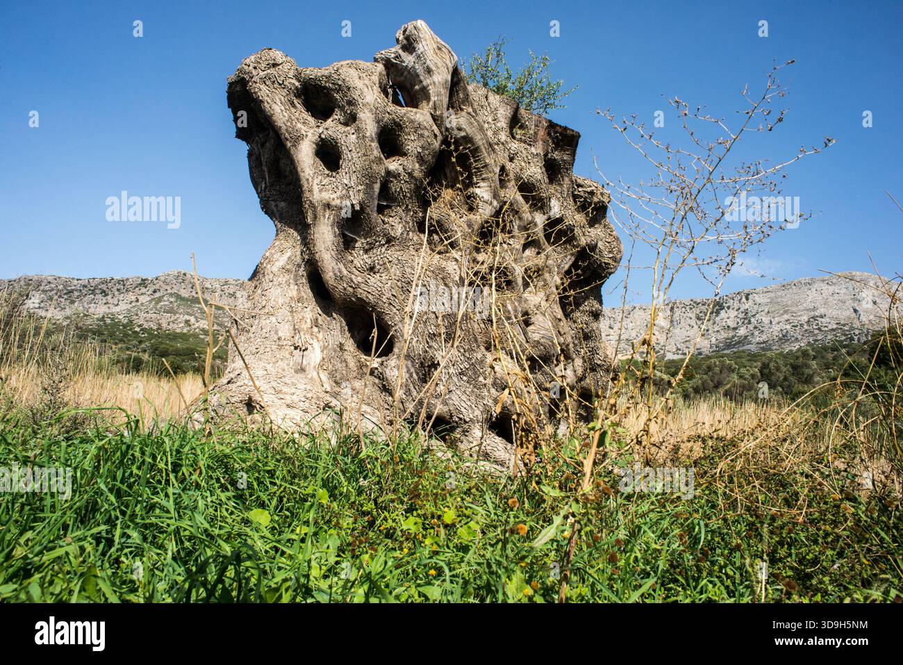 Le tronc d'olivier antique reste après l'abattage Banque D'Images