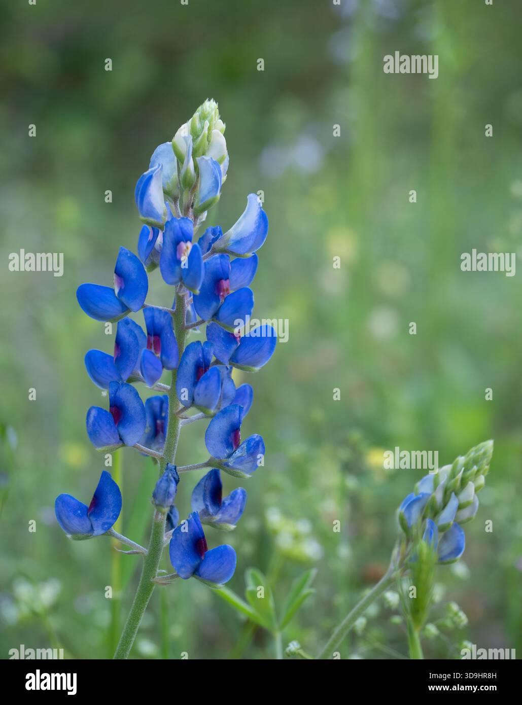 Gros plan d'un bleuet ou d'un lupin du Texas photographié avec une faible profondeur de champ contre un champ de végétation verte. Banque D'Images
