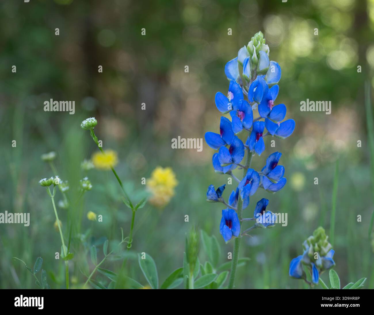 Gros plan d'un bleuet ou d'un lupin du Texas avec des fleurs sauvages jaunes et blanches en arrière-plan. Photographié avec une faible profondeur de champ. Banque D'Images
