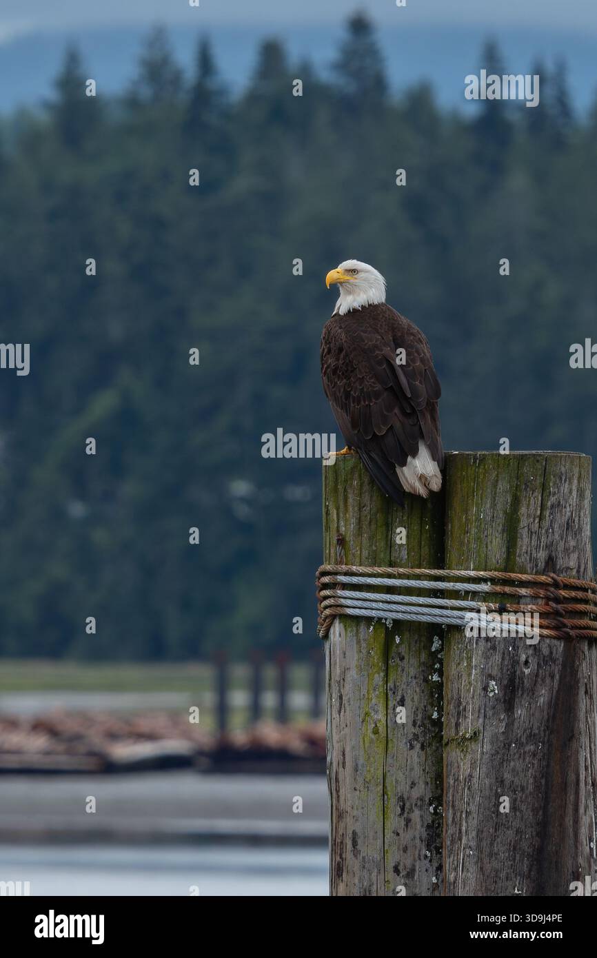 Aigle à tête blanche perché sur une pile en bois dans l'île de Vancouver, Canada Banque D'Images
