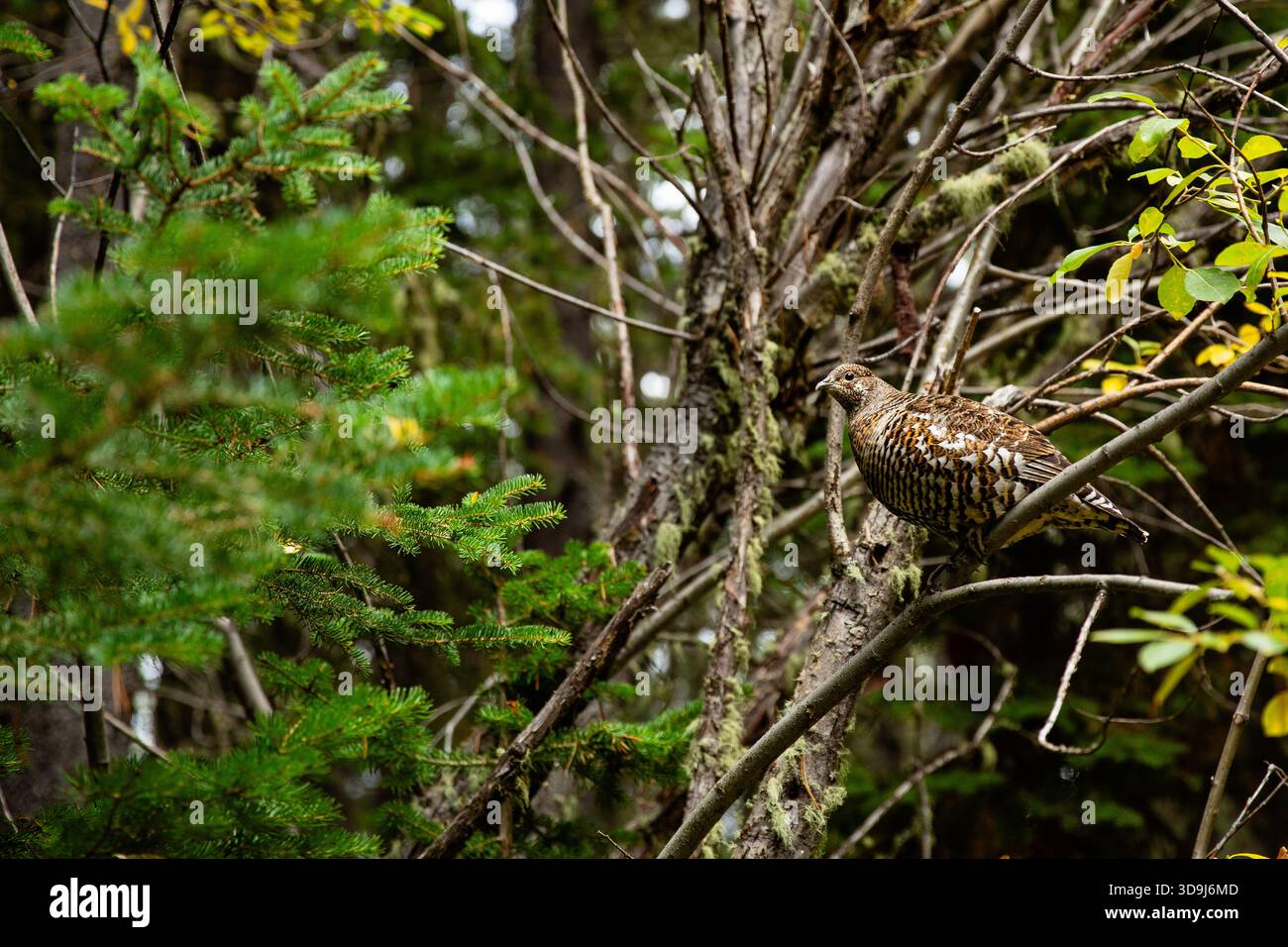 Un tétras dans les arbres de Kananaskis Country Alberta. Banque D'Images