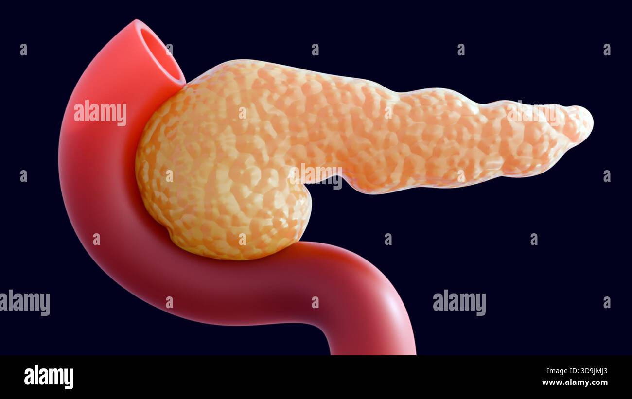 Illustration médicale 3D du pancréas et de ses relations anatomiques avec le duodénum. Banque D'Images