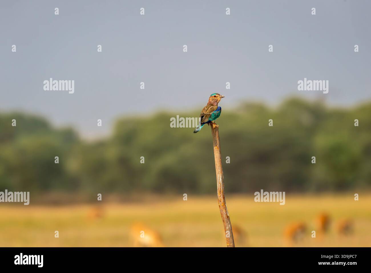 Oiseau en colère rouleau indien ou Coracias benghalensis gros plan avec contrecollage des yeux perché sur la branche pendant la migration de la saison hivernale à tal chhapar blackbuck Banque D'Images