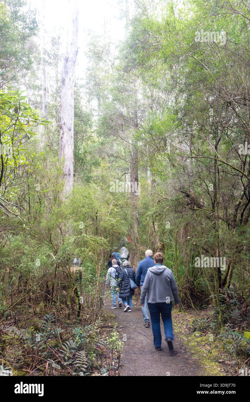 Promenade en groupe, sentier pédestre Mavista, Resolution Road, Adventure Bay, South Bruny, Bruny Island, Tasmanie, Australie Banque D'Images