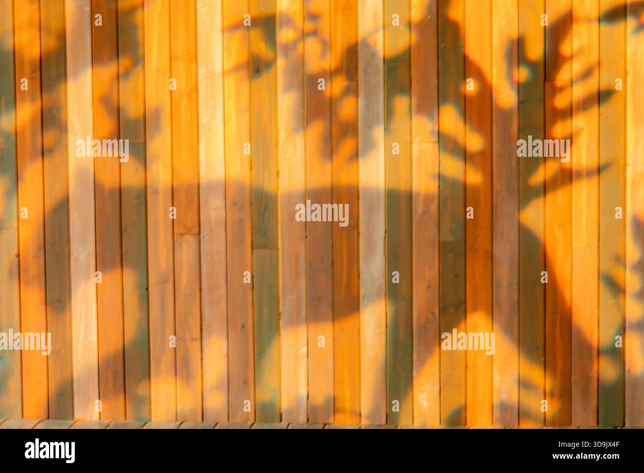 WA28802-00..WASHINGTON - reflet d'une forme de tigre réfléchissant sur un mur de bois au zoo Woodland Park de Seattle. Banque D'Images