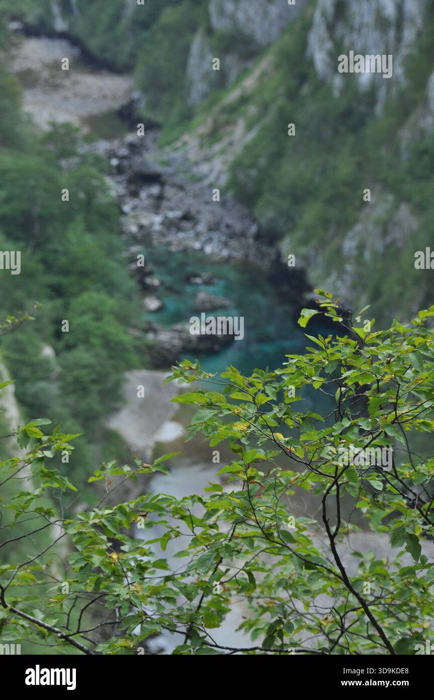 Une rivière paisible coule à travers un magnifique canyon rempli de verdure vibrante. La lumière tôt le matin illumine le paysage, mettant en valeur son natura Banque D'Images