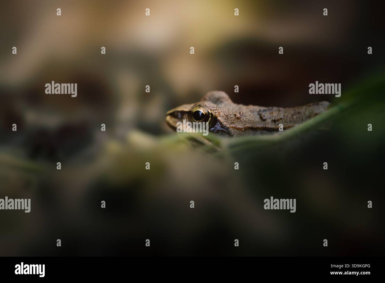 Grenouille commune (Rana temporaria) jetant un coup d'œil par derrière la mousse et les feuilles sur le plancher forestier. Macro-photographie en bas angle Banque D'Images