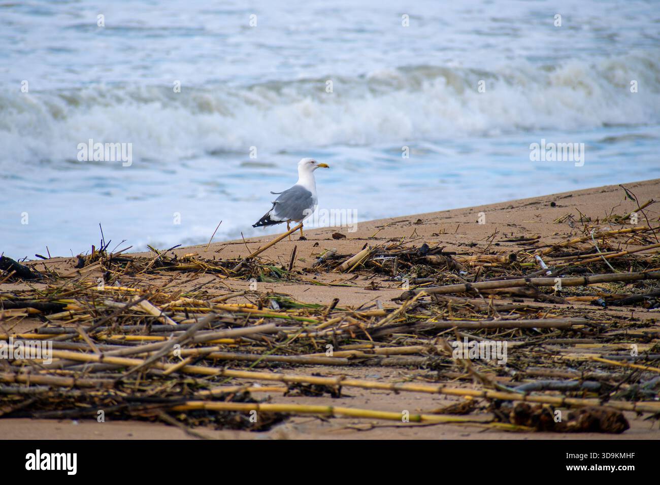 Mouette debout sur une plage de sable sale mélangée avec du bambou flotté et de la pollution plastique regardant les vagues de l'océan agité pendant une tempête hivernale sur le th Banque D'Images