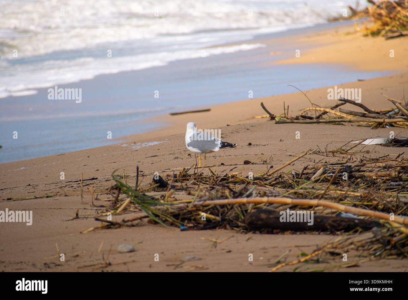 Vue arrière d'une mouette s'éloignant sur une plage de sable humide vers le rivage mousseux au milieu de bâtons de bambou dispersés et de bois flotté après un lourd stor Banque D'Images