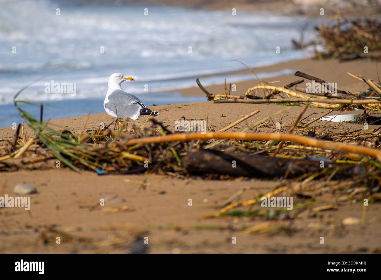 Gros plan portrait d'une mouette à pattes jaunes se tenant sur une plage de sable brun entourée de roseaux et de débris d'orage avec des vagues moussantes Banque D'Images