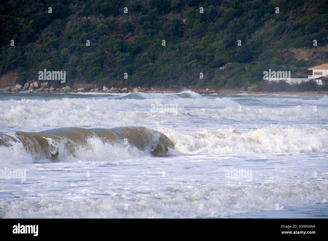 Gros plan d'une puissante vague brune qui se courbe et s'écrase près du rivage pendant une tempête avec un fond de colline boisée verte représentant l'intensité de Banque D'Images