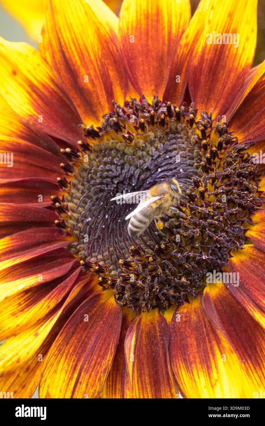 Abeille au miel européenne sur tournesol Banque D'Images