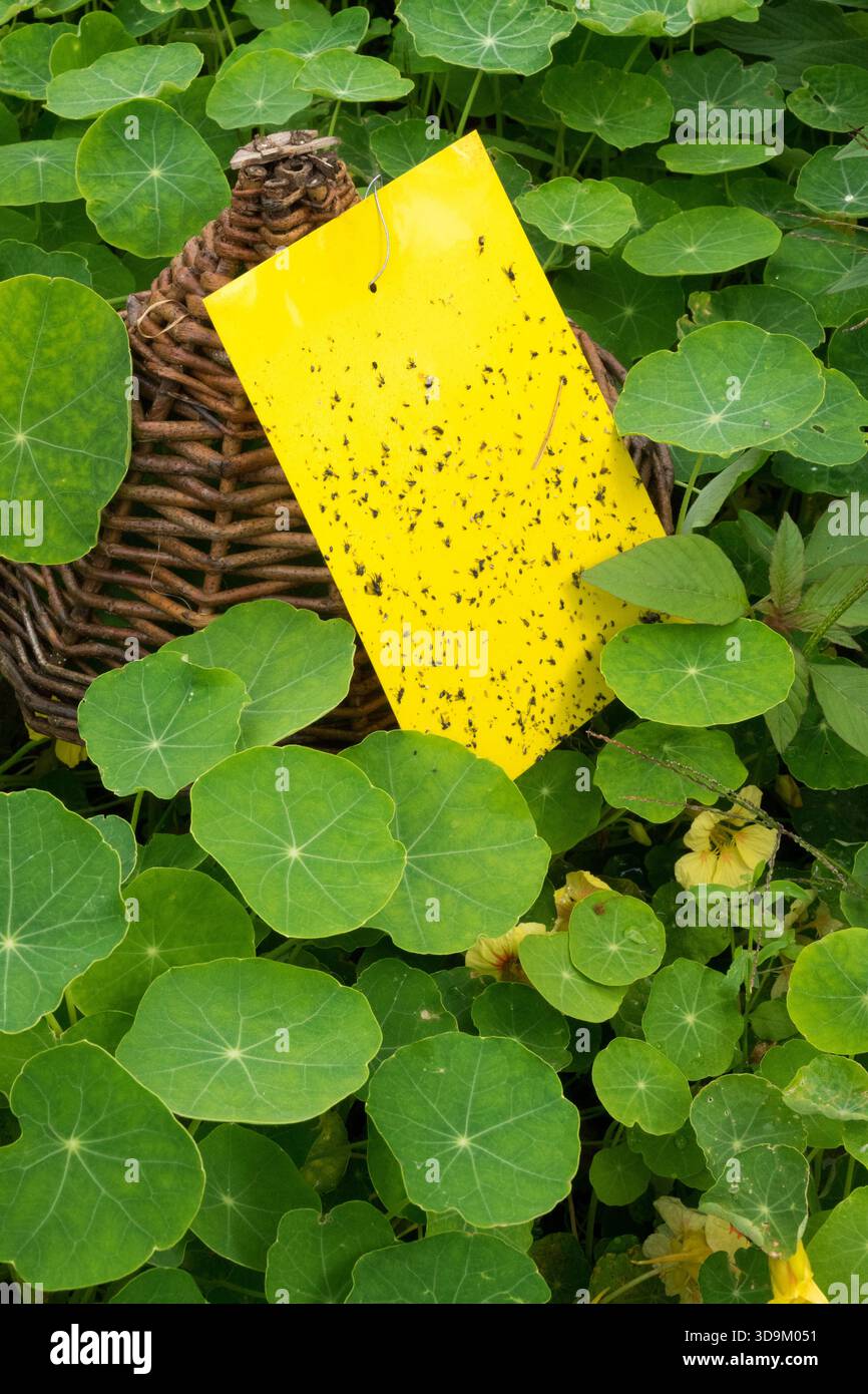 Piège à insectes collant jaune dans les plantes de jardin Banque D'Images