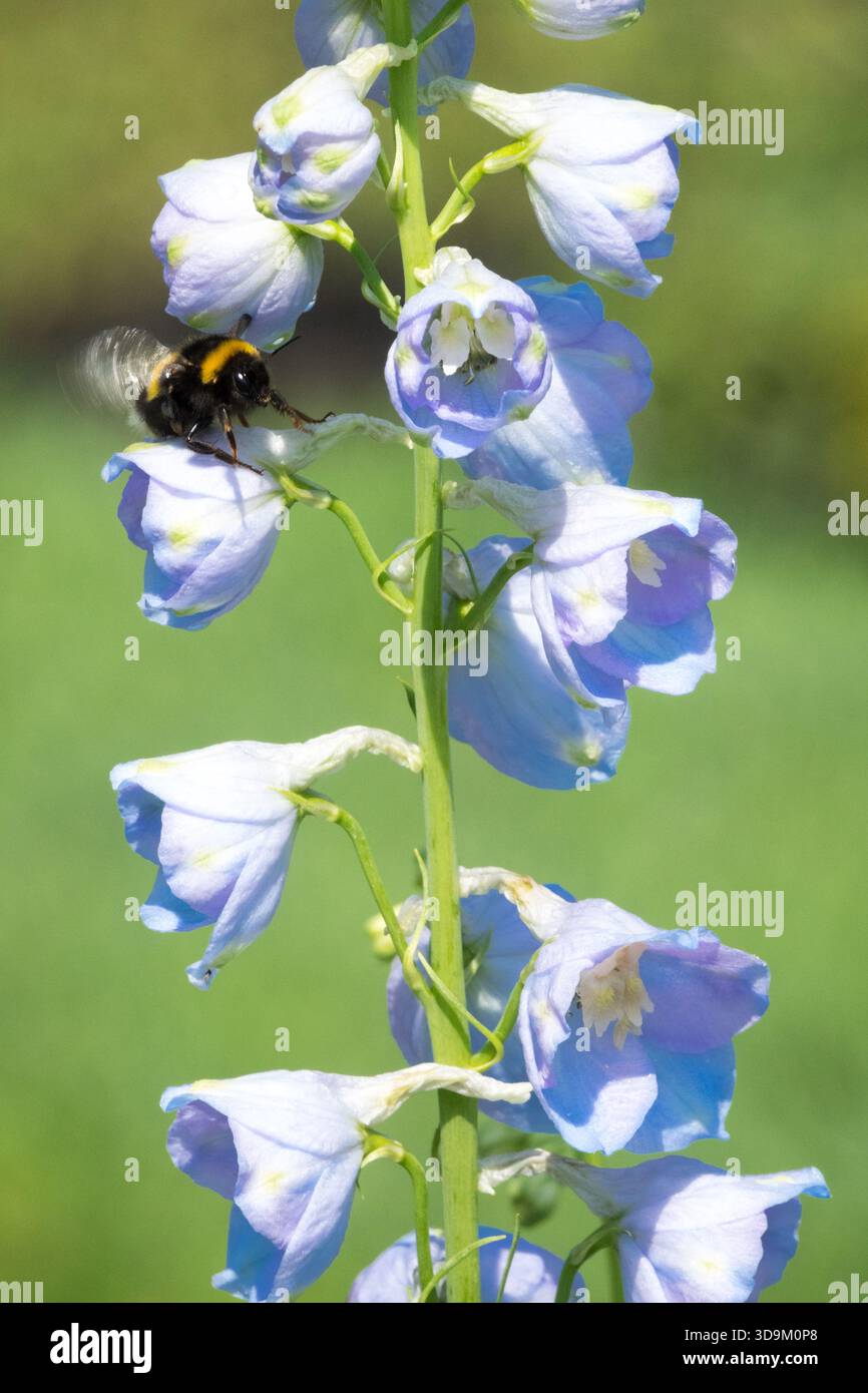 Bumblebee sur Larkspur Flower Candle Delphinium Banque D'Images
