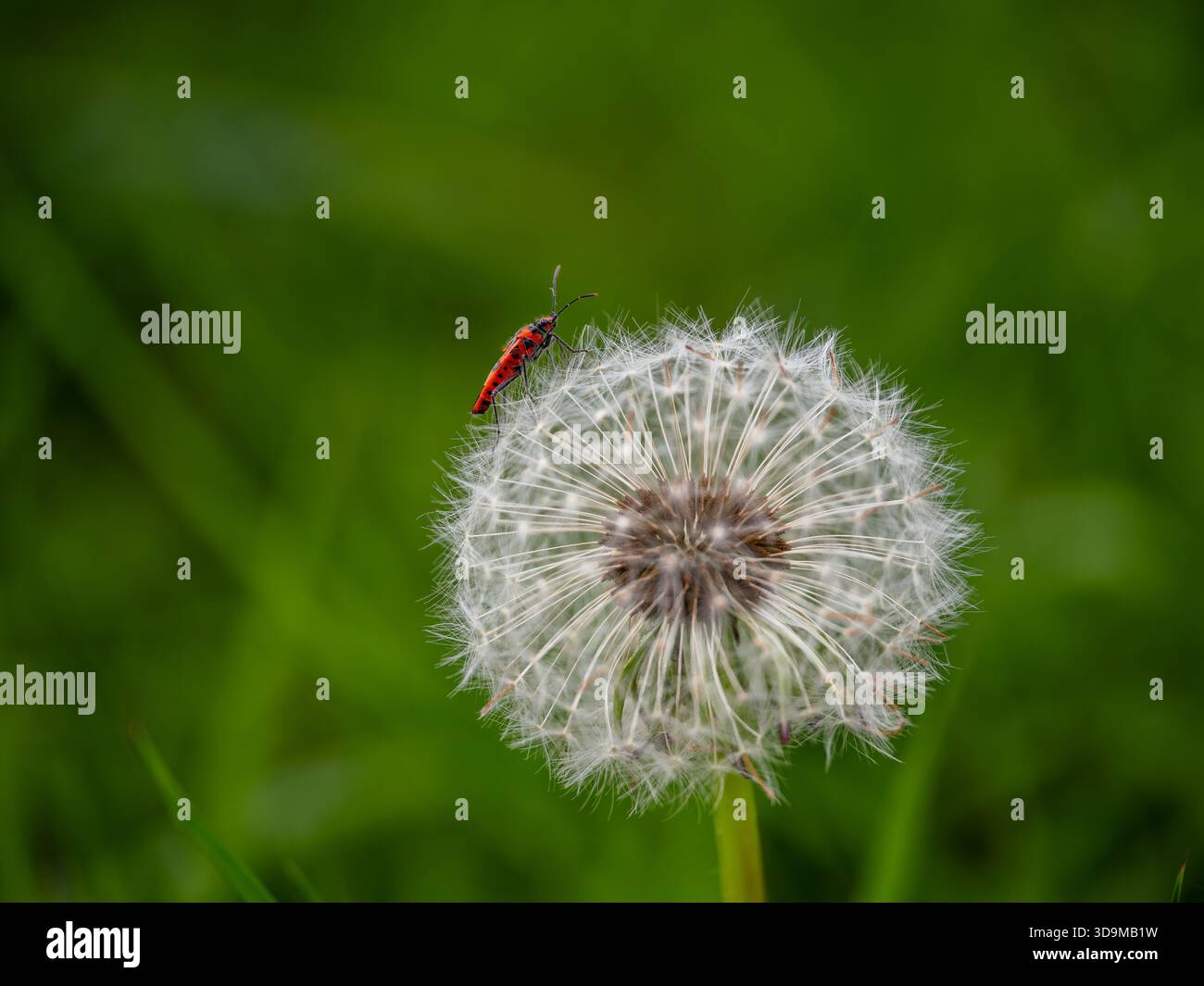 Un insecte de Cinamon sur une horloge de pissenlit Banque D'Images