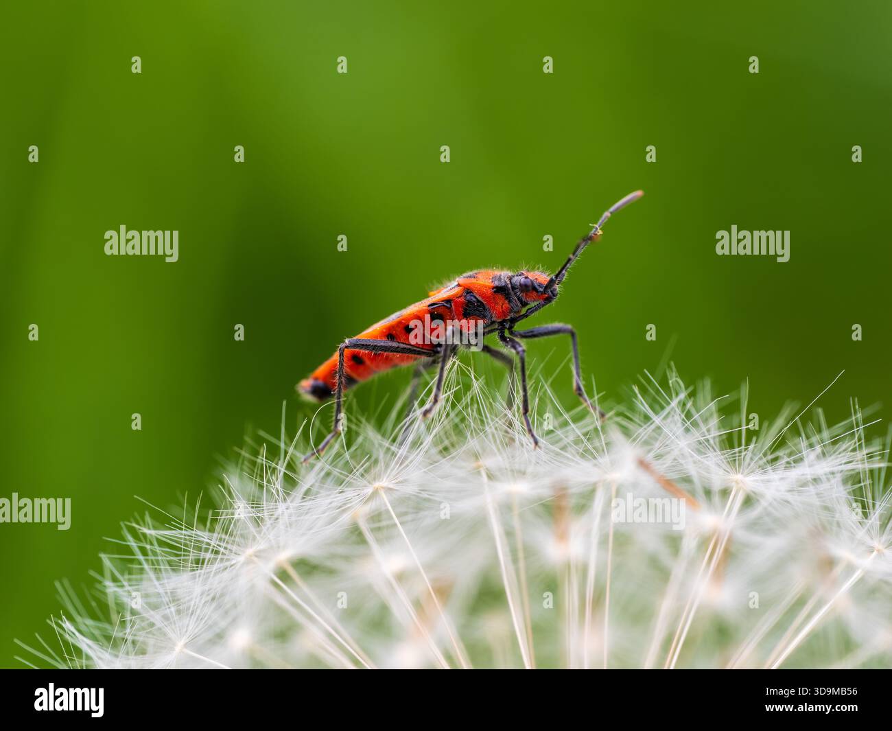 Un insecte de Cinamon sur une horloge de pissenlit Banque D'Images