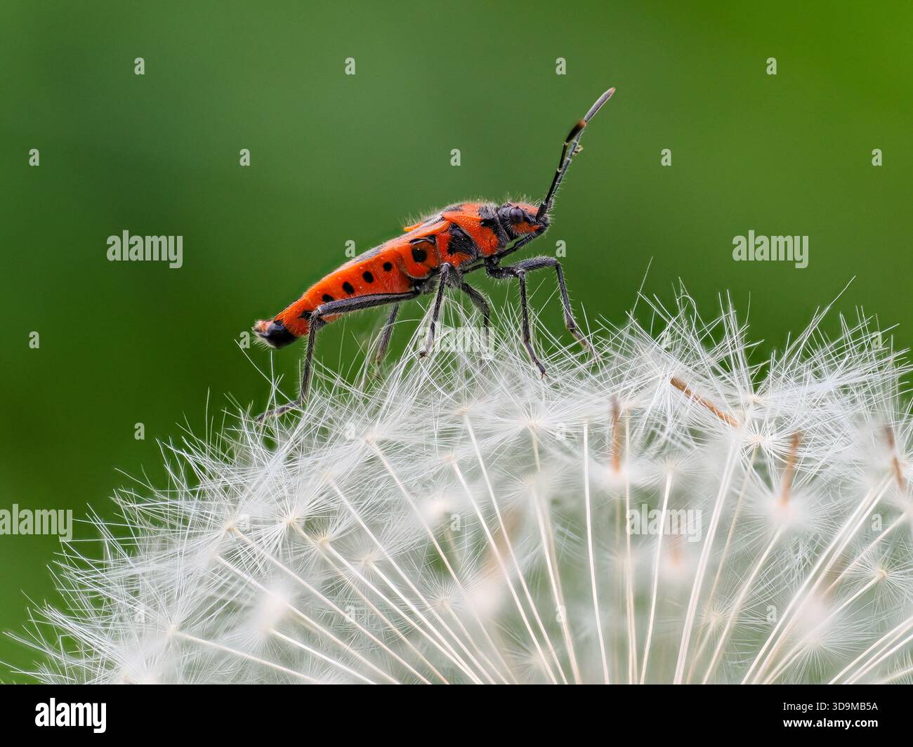 Un insecte de Cinamon sur une horloge de pissenlit Banque D'Images
