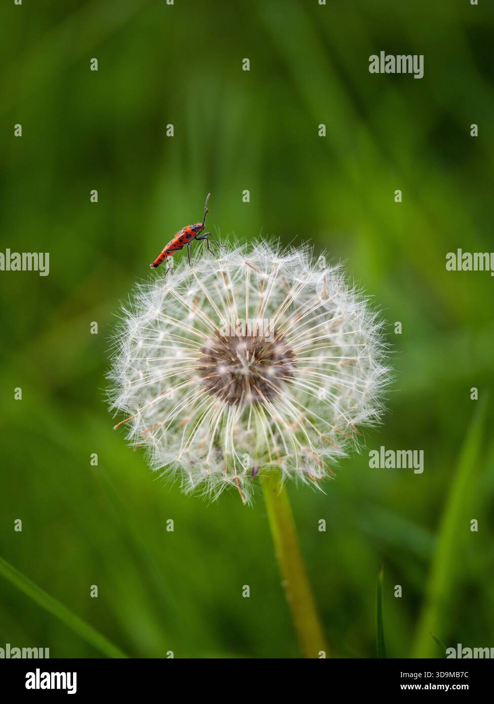 Un insecte de Cinamon sur une horloge de pissenlit Banque D'Images