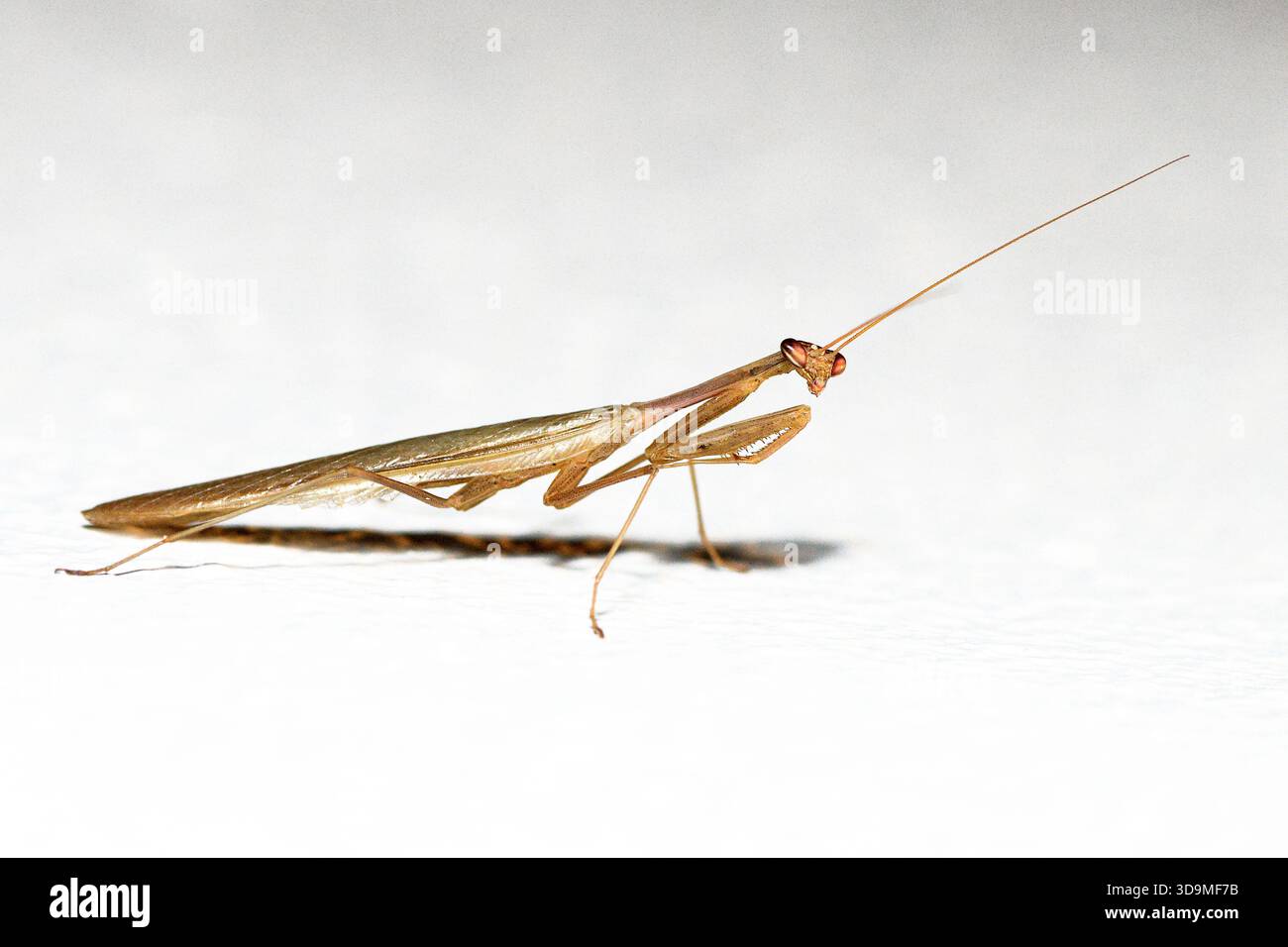La Mantis religiosa européenne (Mantis religiosa) de Stellenbosch, Afrique du Sud. Banque D'Images